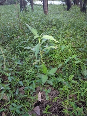 Persicaria attenuata