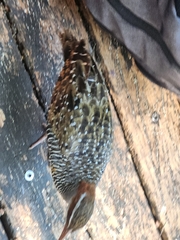 Gallirallus philippensis