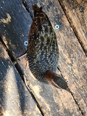 Gallirallus philippensis