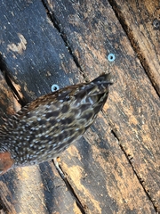 Gallirallus philippensis