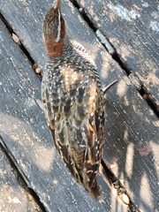 Gallirallus philippensis