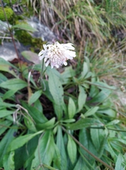 Scabiosa ochroleuca
