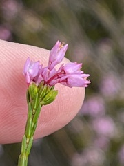 Erica chlamydiflora