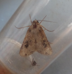 Mythimna languida