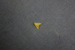 Marimatha botyoides