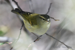 Phylloscopus pulcher