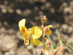 Hoffmannseggia glauca