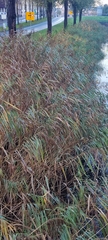 Phragmites australis
