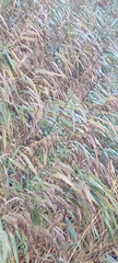 Phragmites australis