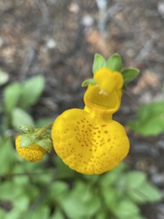 Calceolaria polyrhiza