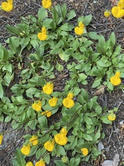 Calceolaria polyrhiza