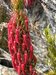 Erica plukenetii
