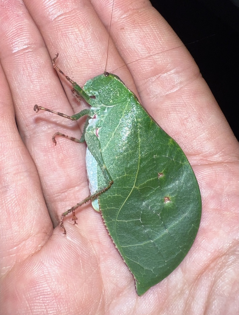 Baryprostha bellua (Baryprostha bellua)