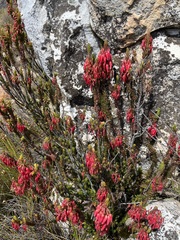 Erica plukenetii