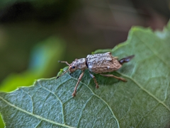 Platyomus piscatorius