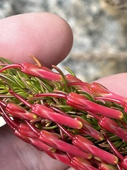 Erica plukenetii