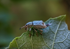 Platyomus piscatorius