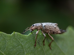 Platyomus piscatorius