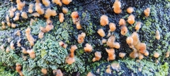 Dacrymyces stillatus
