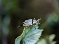 Platyomus piscatorius