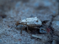 Platyomus piscatorius