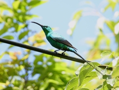 Nectarinia famosa famosa