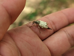 Platyomus piscatorius