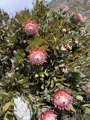 Protea magnifica