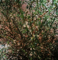 Caroxylon glabrescens