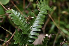 Pteris
