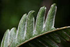 Pteris