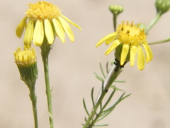 Senecio pinnatus
