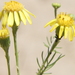 Senecio pinnatus - Photo (c) DANIEL OSCAR MOLINA, some rights reserved (CC BY-NC), uploaded by DANIEL OSCAR MOLINA