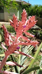 Aechmea distichantha