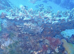Pterois volitans
