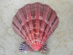 Nodipecten nodosus