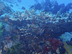 Pterois volitans