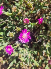Ruschia vanderbergiae