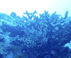 Pterois volitans
