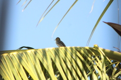 Icterus spurius