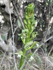 Chloraea cylindrostachya