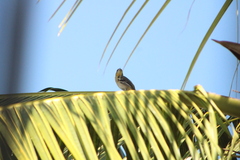 Icterus spurius