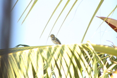 Icterus spurius