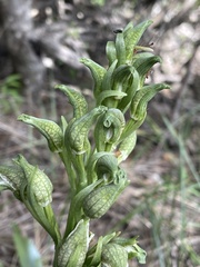 Chloraea cylindrostachya