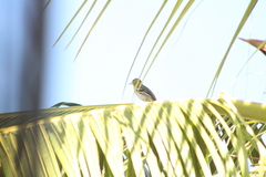 Icterus spurius