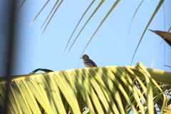 Icterus spurius
