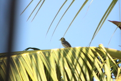Icterus spurius
