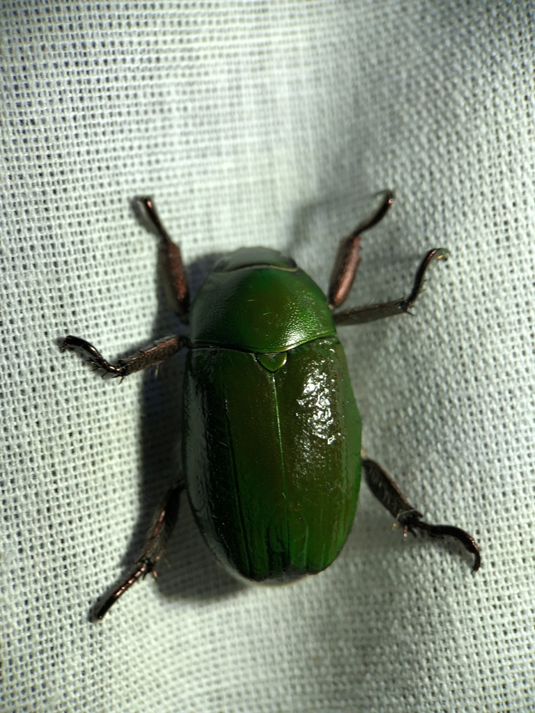 Pelidnota rugulosa