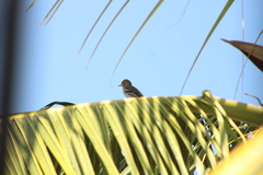 Icterus spurius