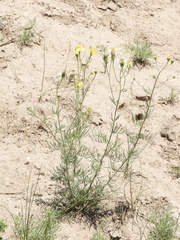 Senecio pinnatus